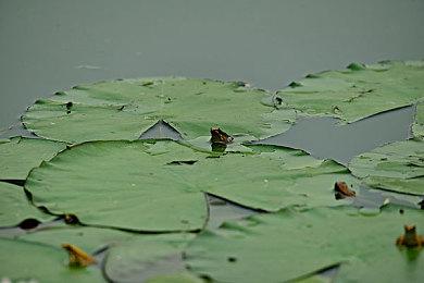 传PS6有两款机种 其中一个能让人“买得起”